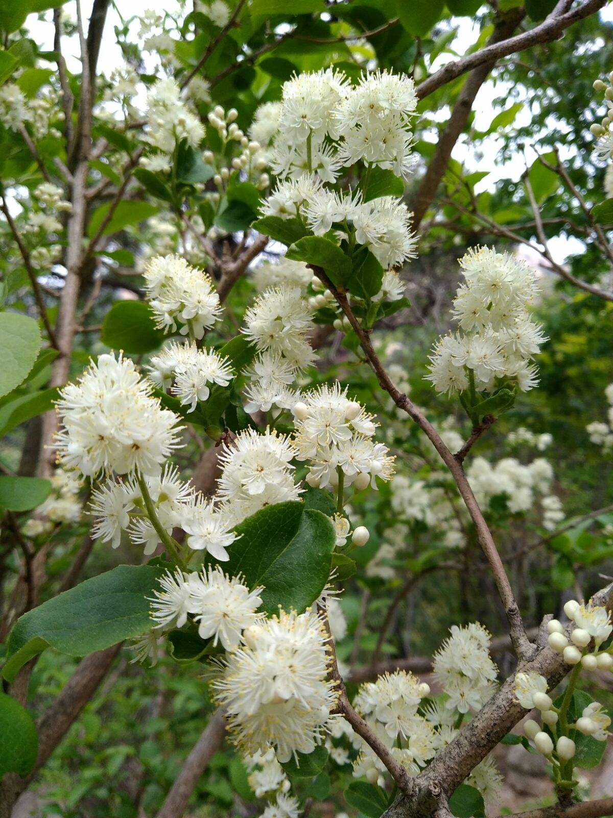 Symplocos paniculata seed Sapphire Berry